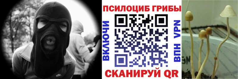 Псилоцибиновые грибы Cubensis  Сенгилей 
